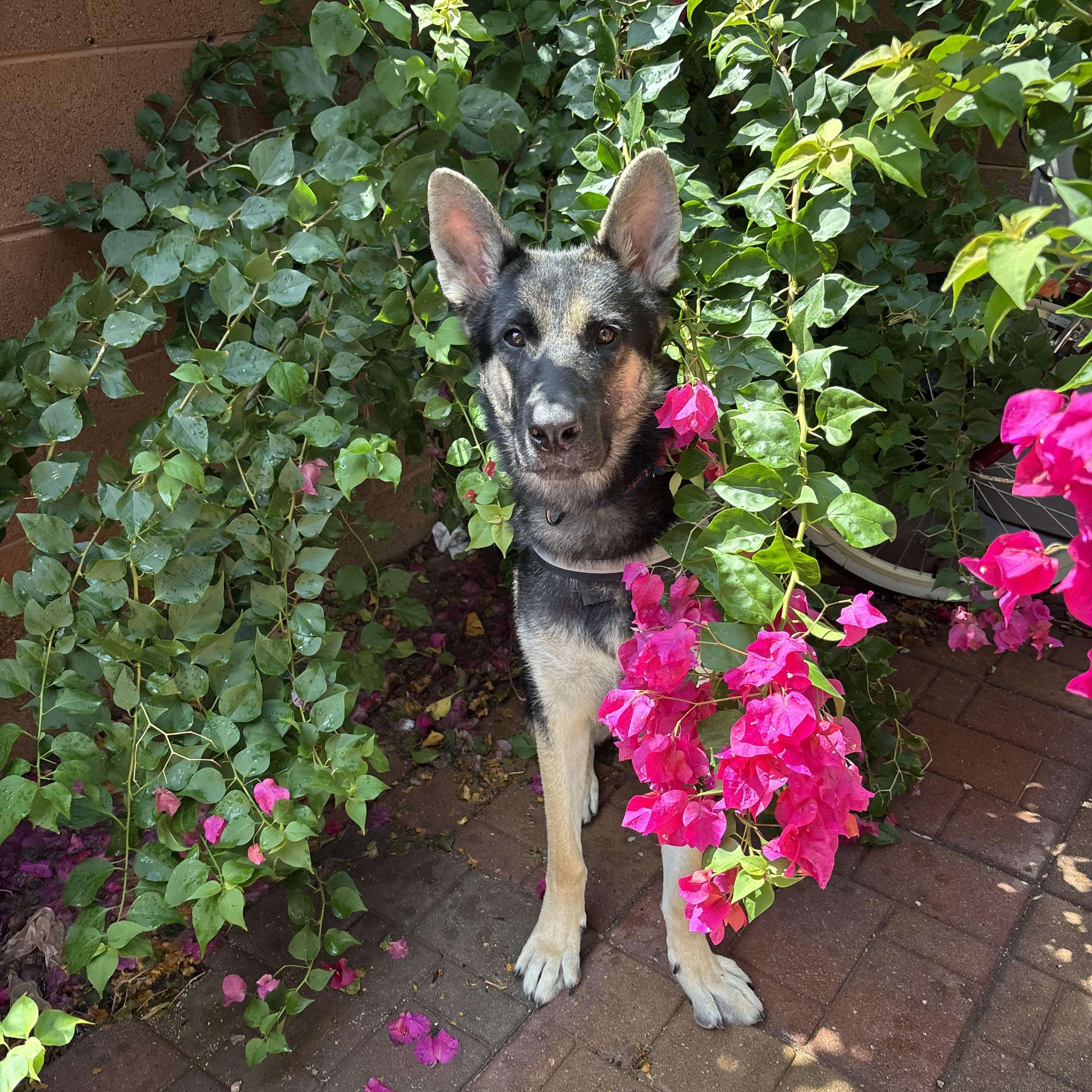 BRODY, Adopted, Young Male German Shepherd Dog.