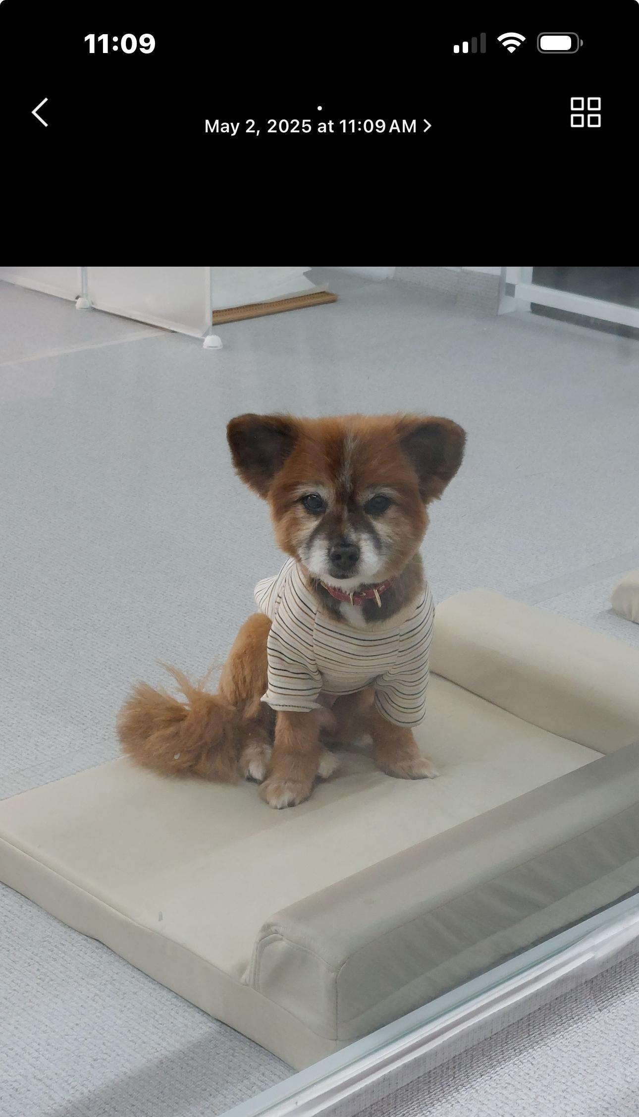 Sammy, Adult Male Pomeranian