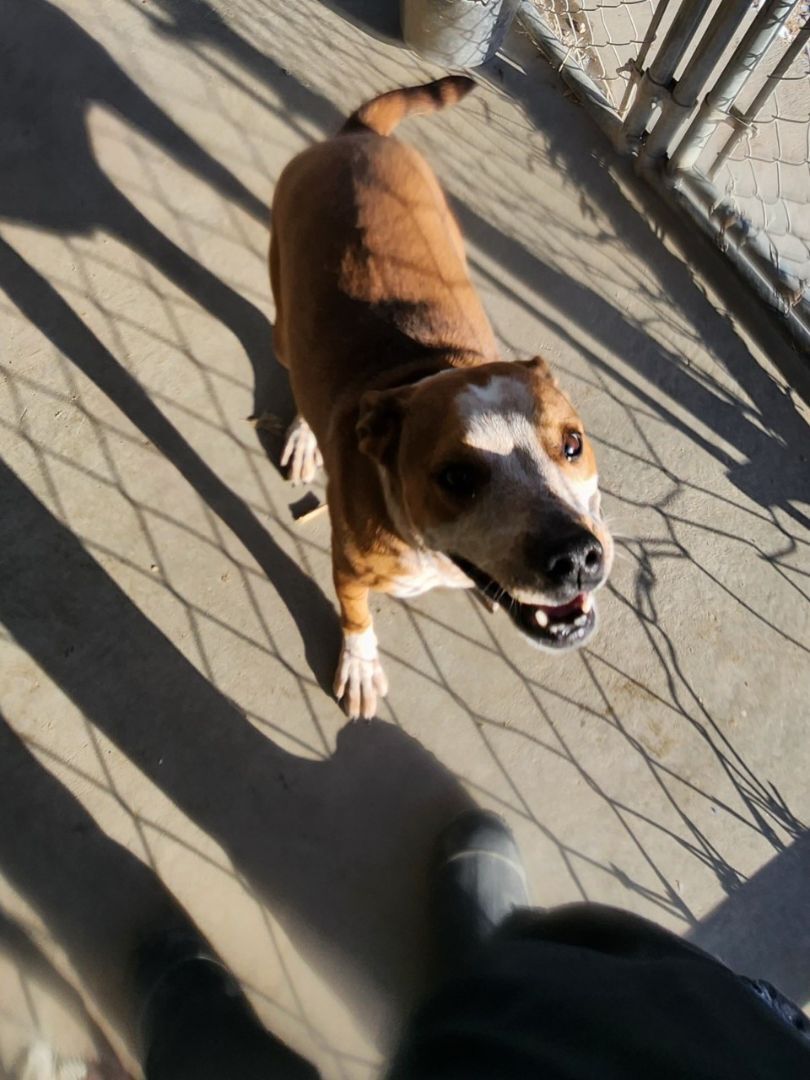 Stormie, adoptable, Adult Female Australian Cattle Dog / Blue Heeler.