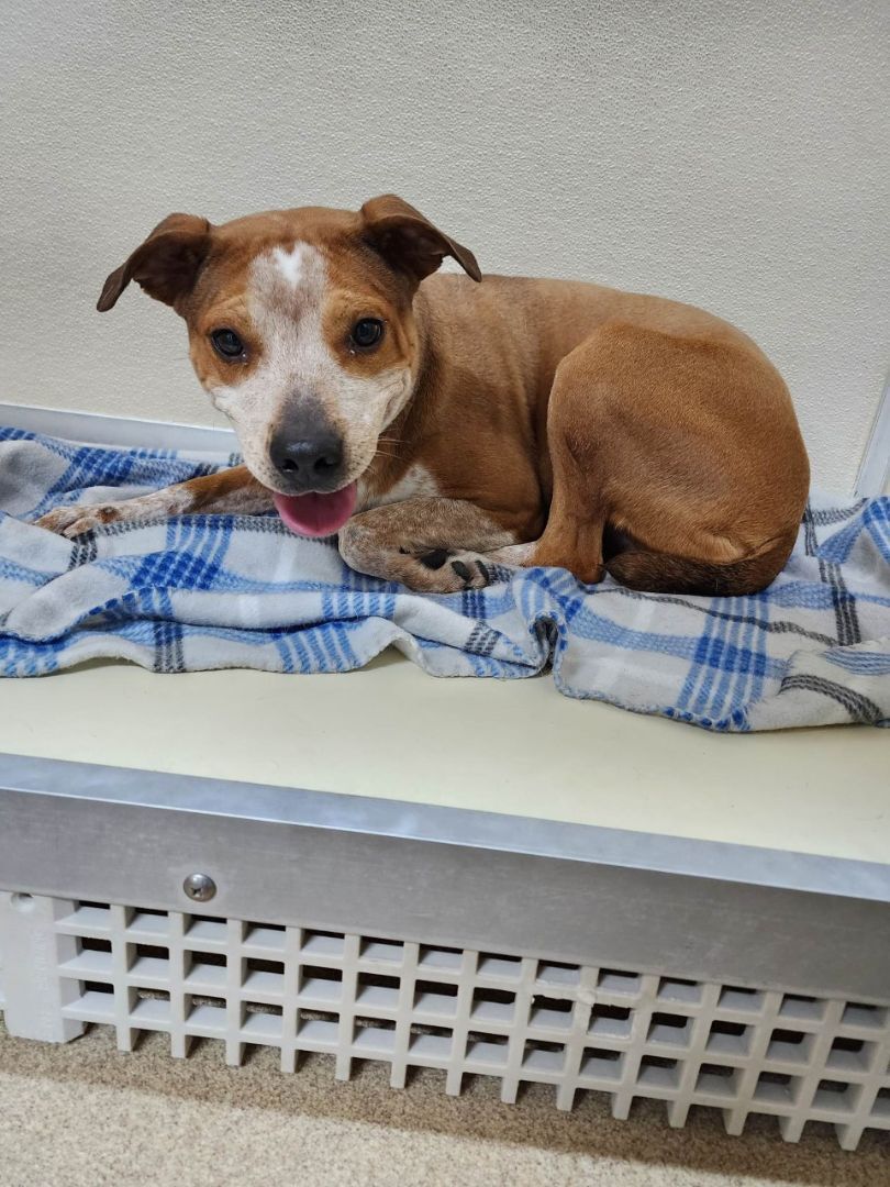 Stormie, an adoptable mixed breed in Rawlins, WY image 2/3