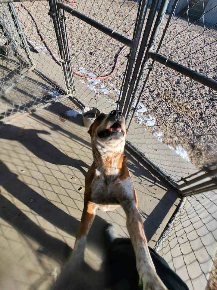 Stormie, an adoptable mixed breed in Rawlins, WY image 3/3