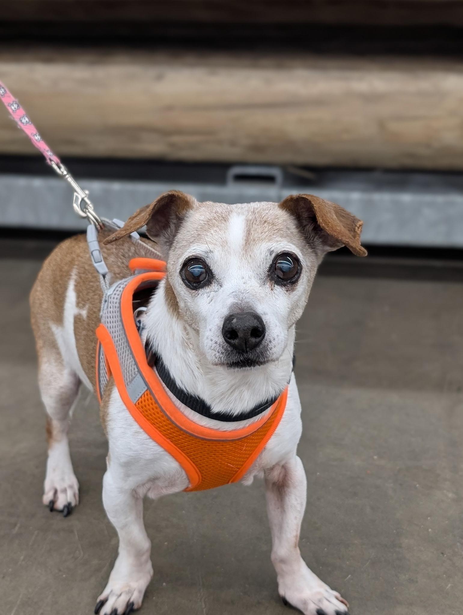 MAX (bonded w/Mickey), Adoptable, Senior Male Chihuahua & Jack Russell Terrier.
