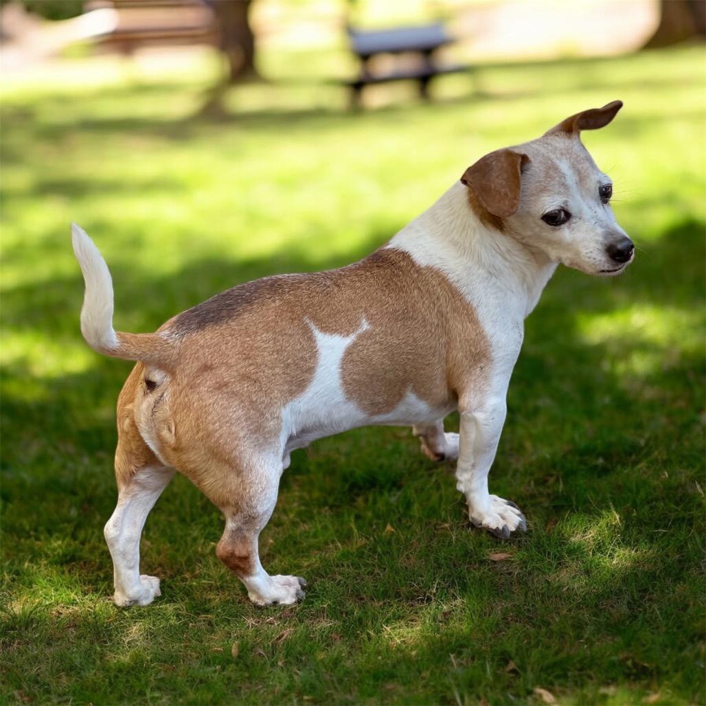 MAX (bonded w/Mickey), Adoptable, Senior Male Chihuahua & Jack Russell Terrier.