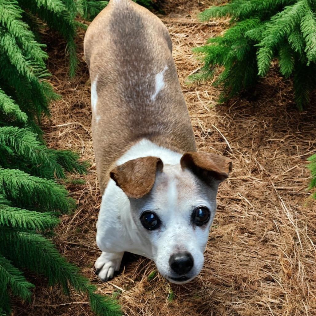 MAX (bonded w/Mickey), a Adoptable mixed breed in Graham, WA image 3/3