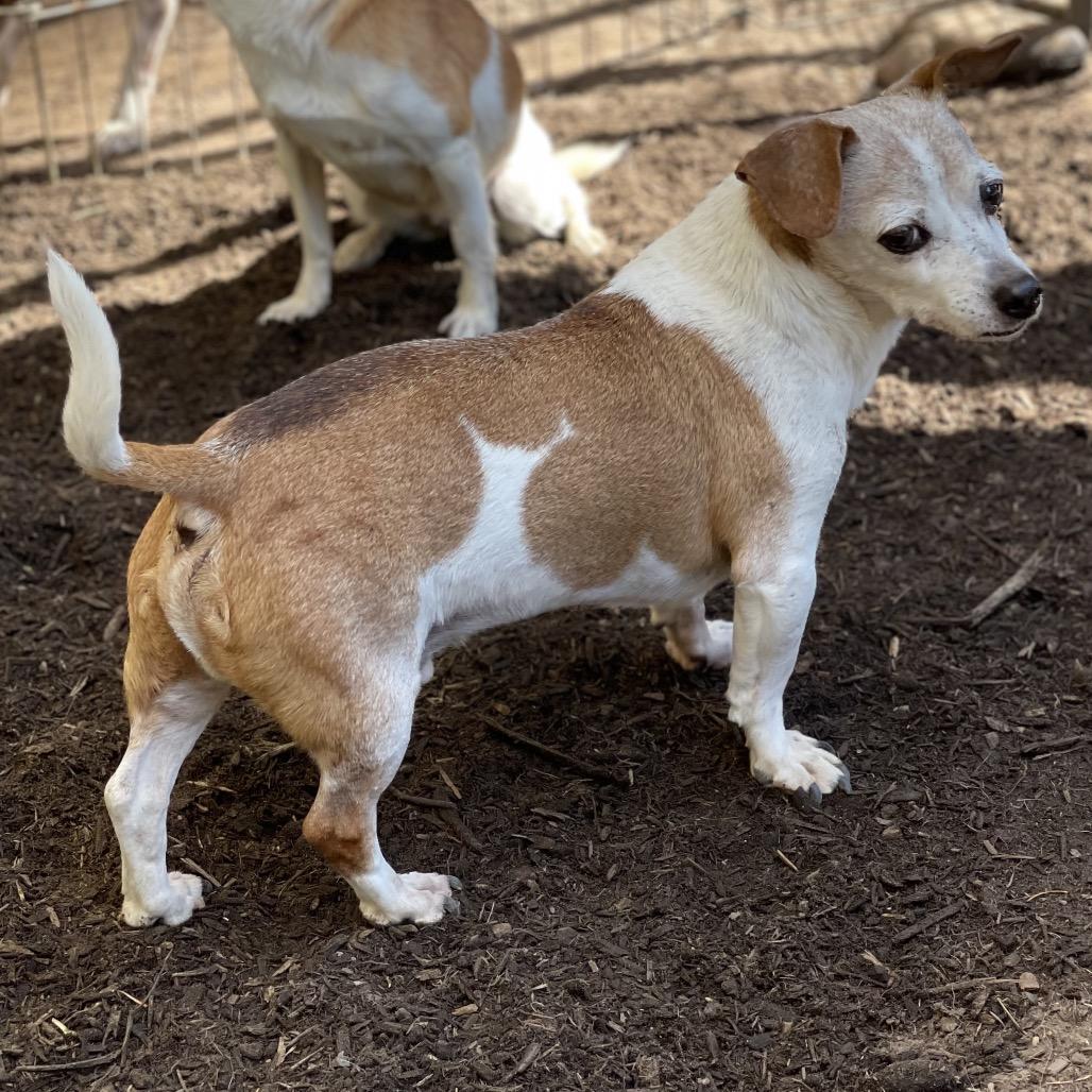 MAX (bonded w/Mickey), Adoptable, Senior Male Chihuahua & Jack Russell Terrier.