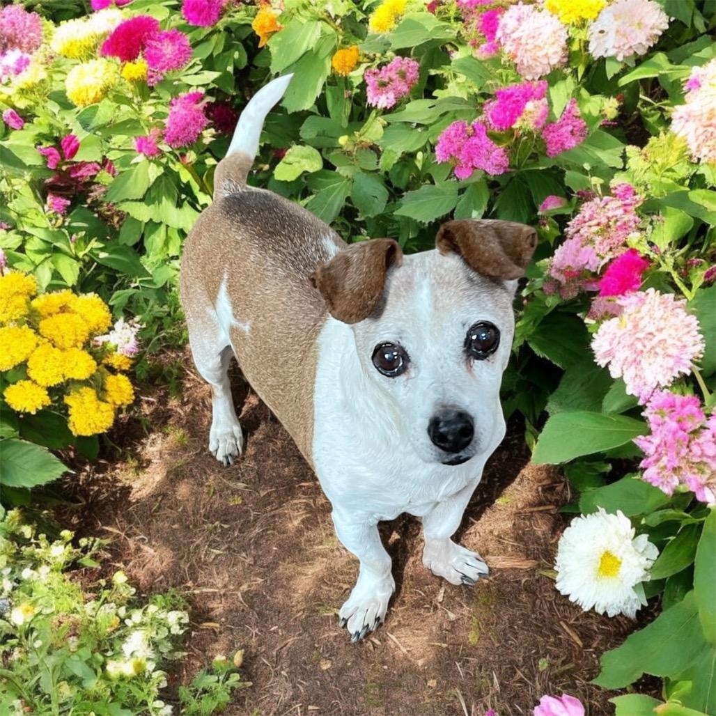 MAX (bonded w/Mickey), a Adoptable mixed breed in Graham, WA image 1/3