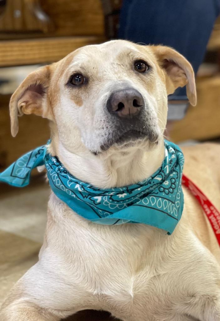 Enlarge Ginger, a Adoptable mixed breed in Gilmer, TX image 2/6