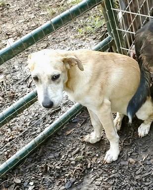 Ginger, Adoptable, Adult Female Labrador Retriever & Terrier.
