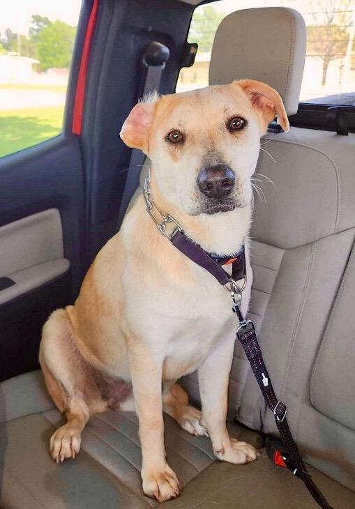 Enlarge Ginger, a Adoptable mixed breed in Gilmer, TX image 5/6