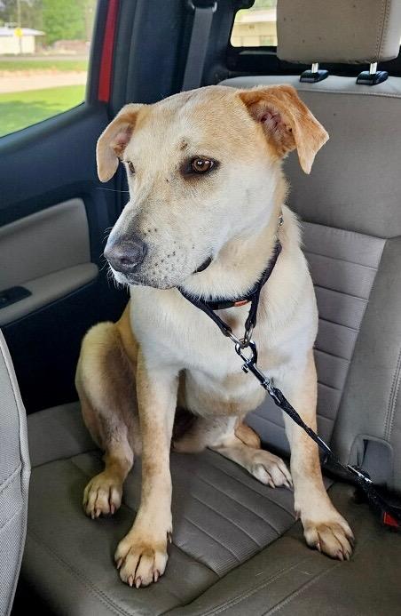 Enlarge Ginger, a Adoptable mixed breed in Gilmer, TX image 2/6