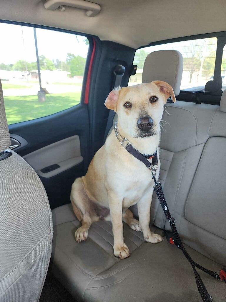 Enlarge Ginger, a Adoptable mixed breed in Gilmer, TX image 3/6