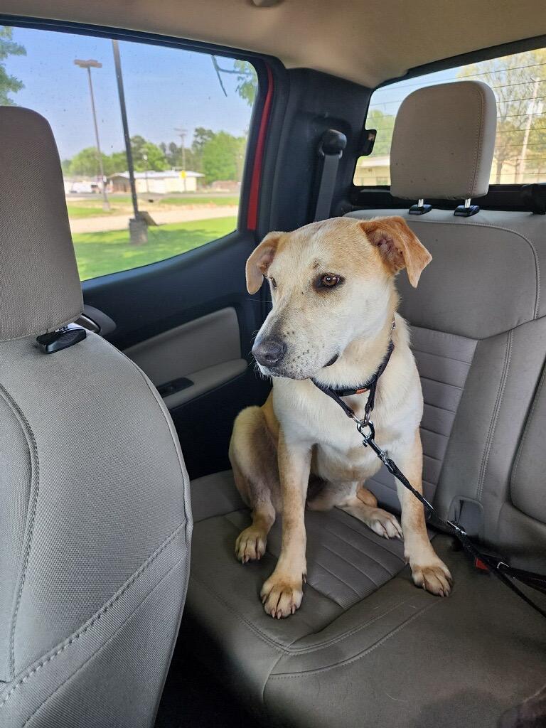 Enlarge Ginger, a Adoptable mixed breed in Gilmer, TX image 6/6