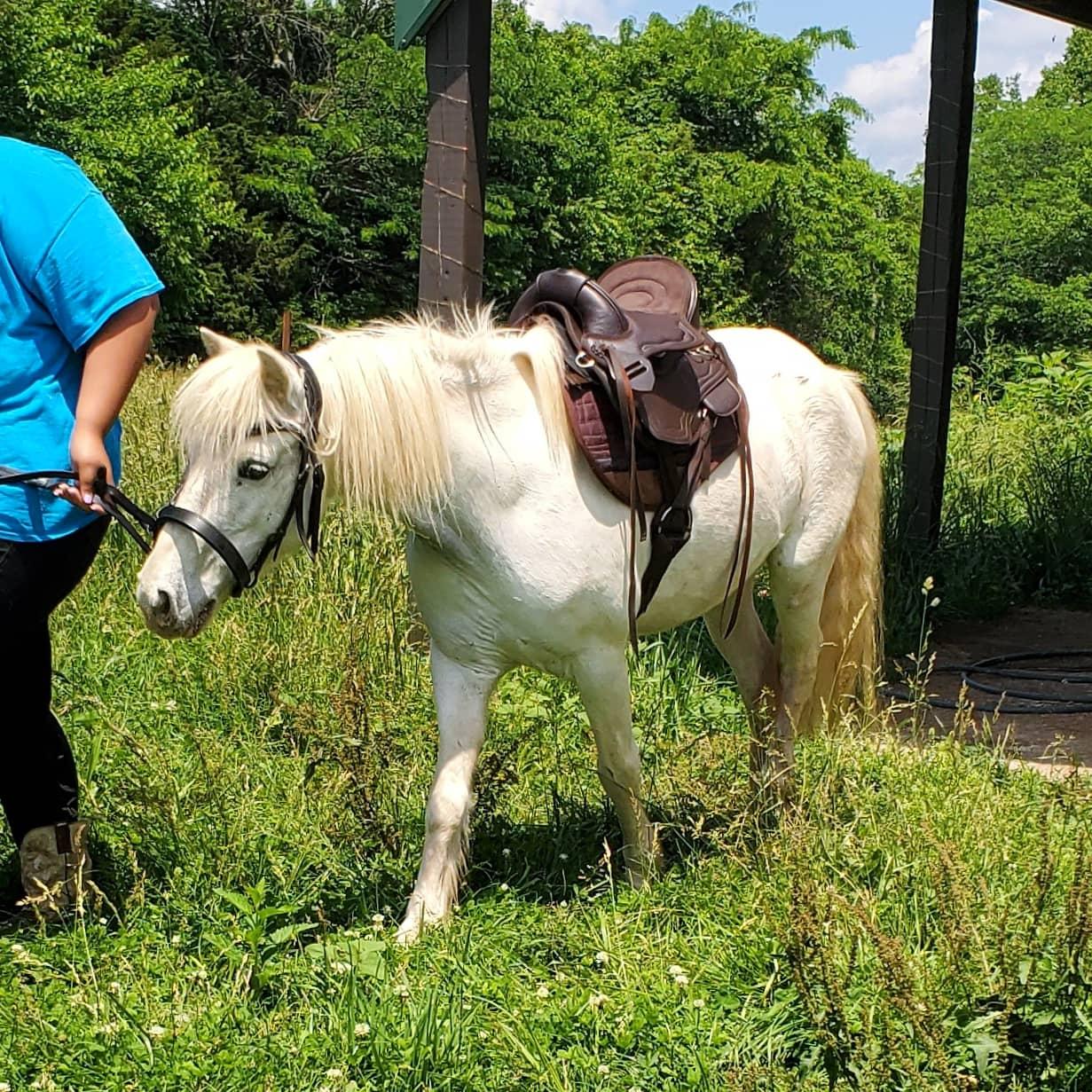 Frosty, a Adopted mixed breed in Willard, MO image 4/6