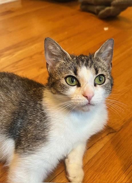 Enlarge Leia (FCID# 03/23/2026 - 32), a Adopted Tabby in Greenville, DE image 2/3