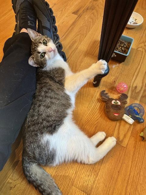 Enlarge Leia (FCID# 03/23/2026 - 32), a Adopted Tabby in Greenville, DE image 3/3