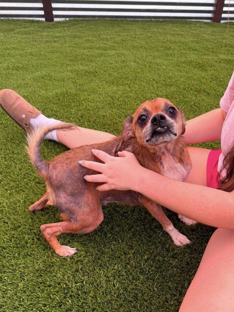 Jimothy, Adoptable, Adult Male Chihuahua & Terrier.