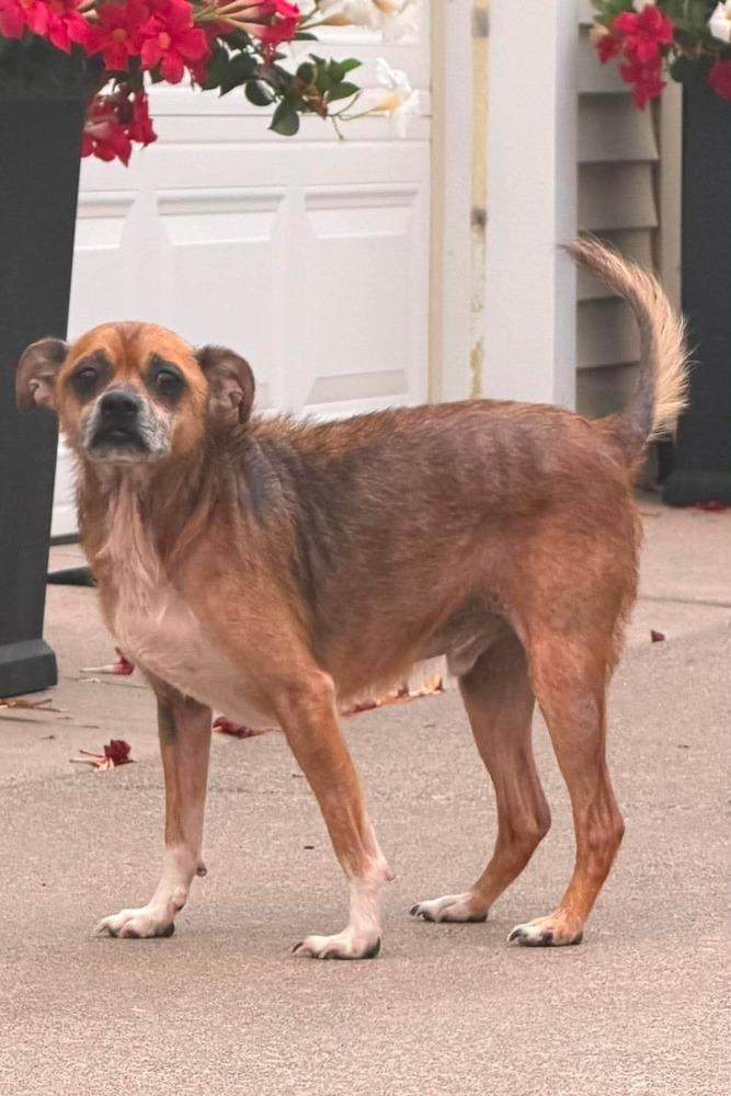 Jimothy, a Adoptable mixed breed in Amherst, NY image 2/4