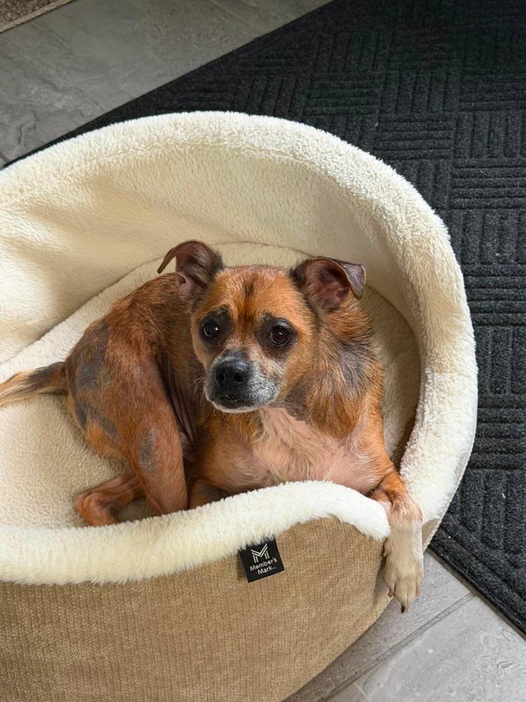 Jimothy, a Adoptable mixed breed in Amherst, NY image 4/4