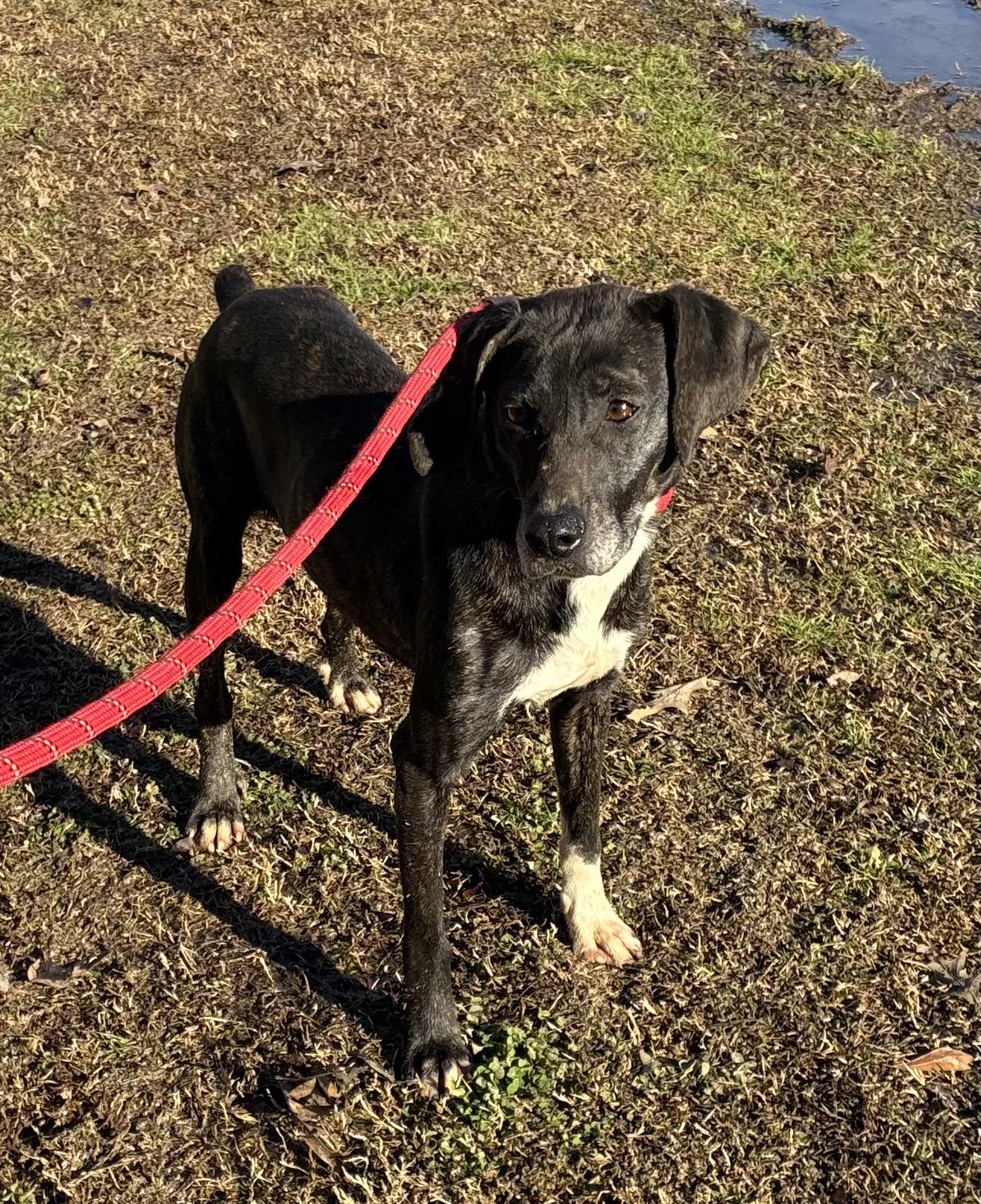 Dutchess, Adoptable, Adult Female Plott Hound.