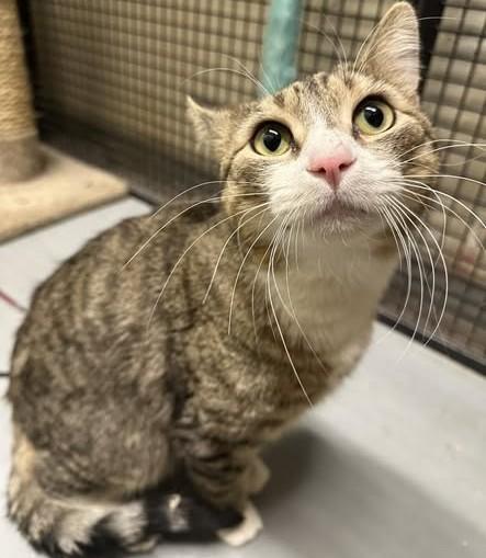 CALVIN, Adoptable, Young Male Domestic Short Hair & Domestic Short Hair.