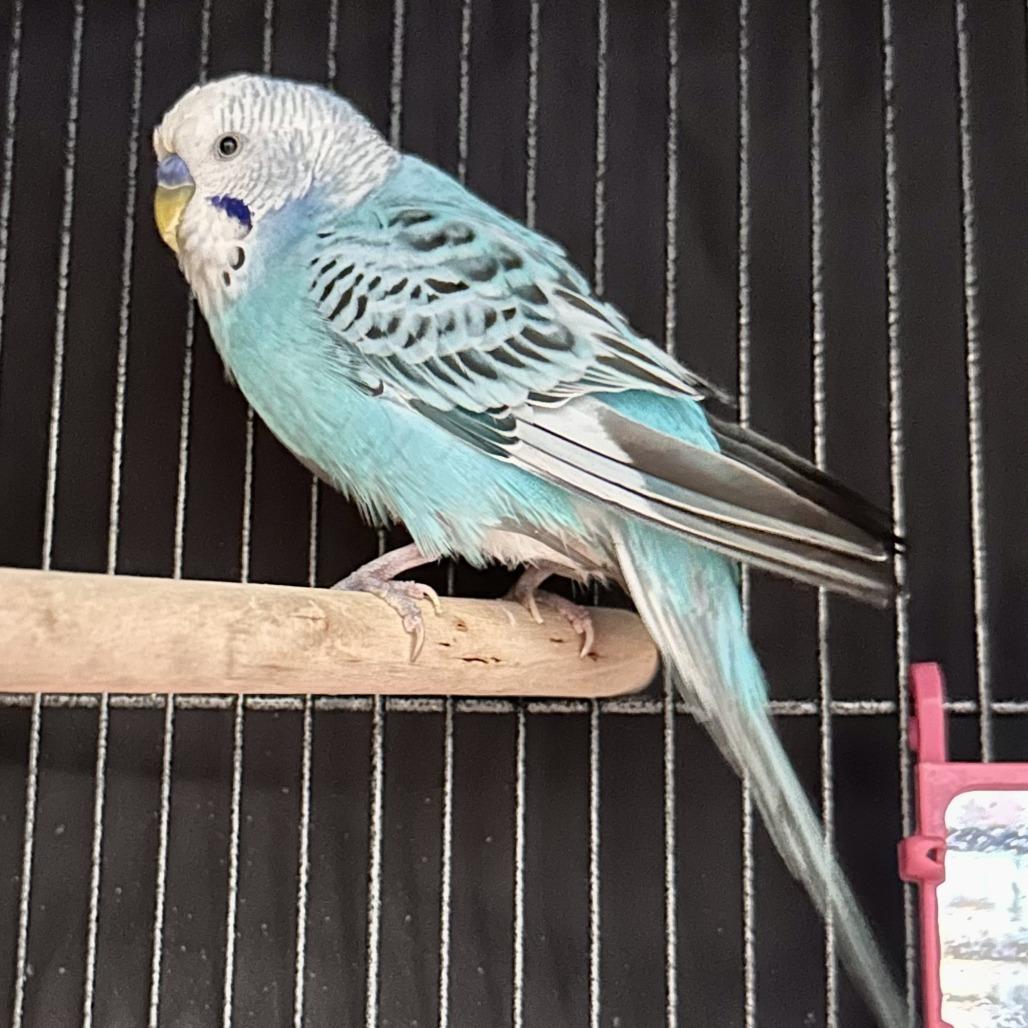 Venus, Adoptable, Adult Male Parakeet (Other).