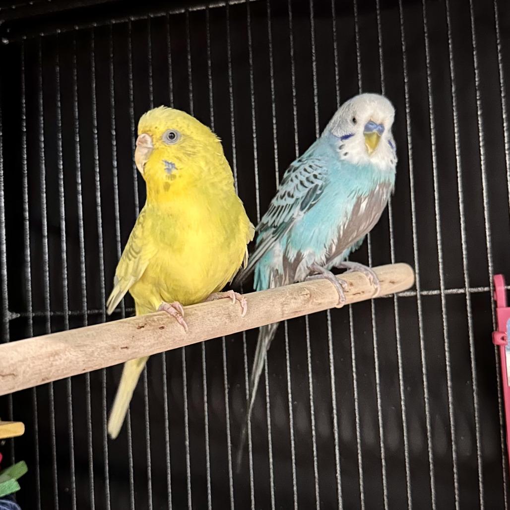 Enlarge Venus, a Adoptable Parakeet (Other) in Chesapeake, VA image 2/4