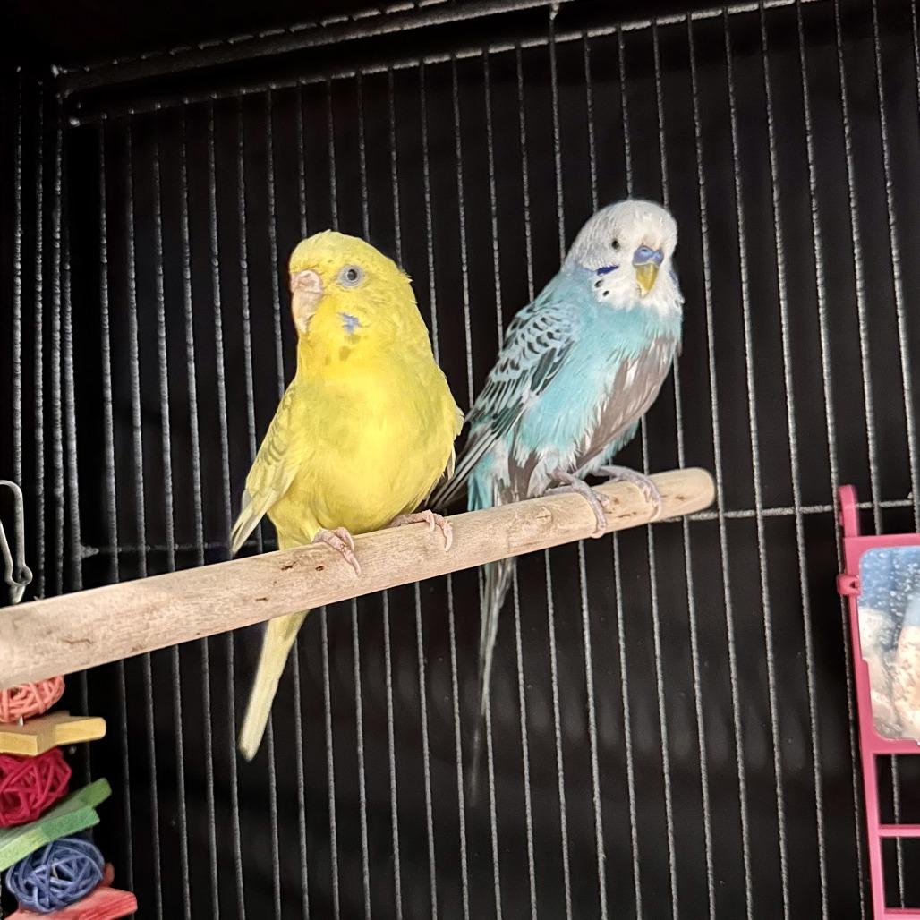 Enlarge Venus, a Adoptable Parakeet (Other) in Chesapeake, VA image 3/4