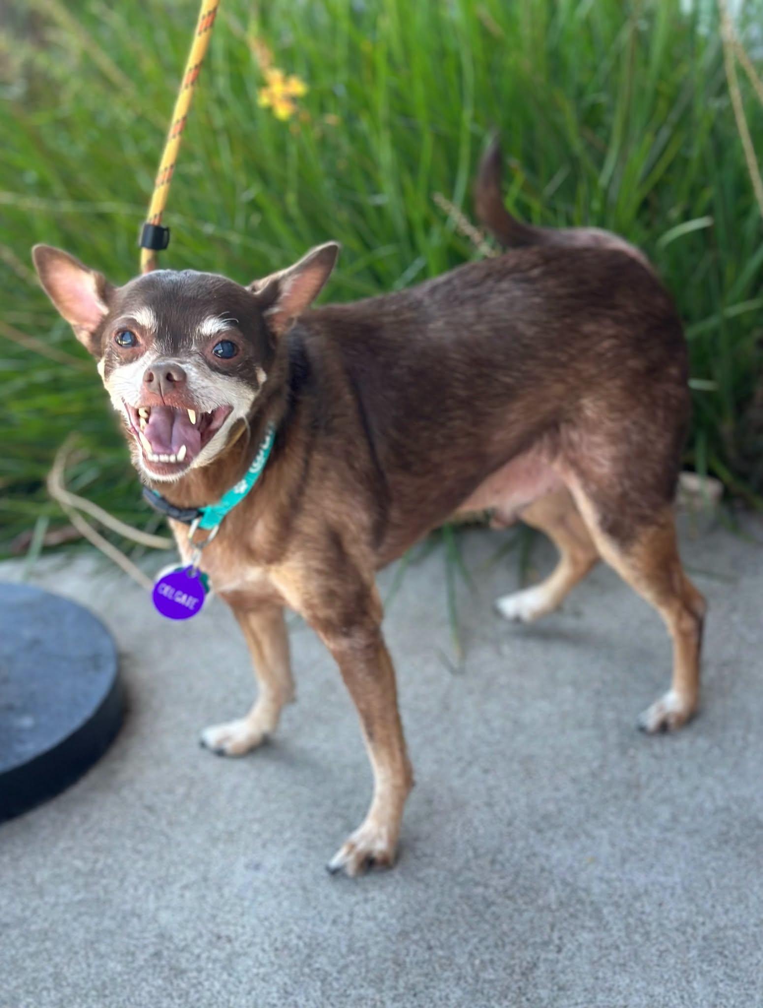*Colgate Toothpaste, Adoptable, Senior Male Chihuahua.
