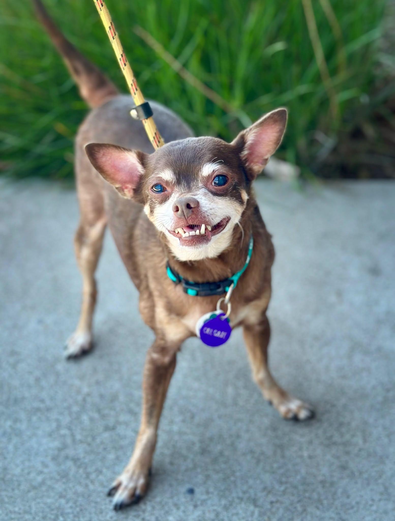 *Colgate Toothpaste, a Adoptable Chihuahua in Pittsburg, CA image 2/3