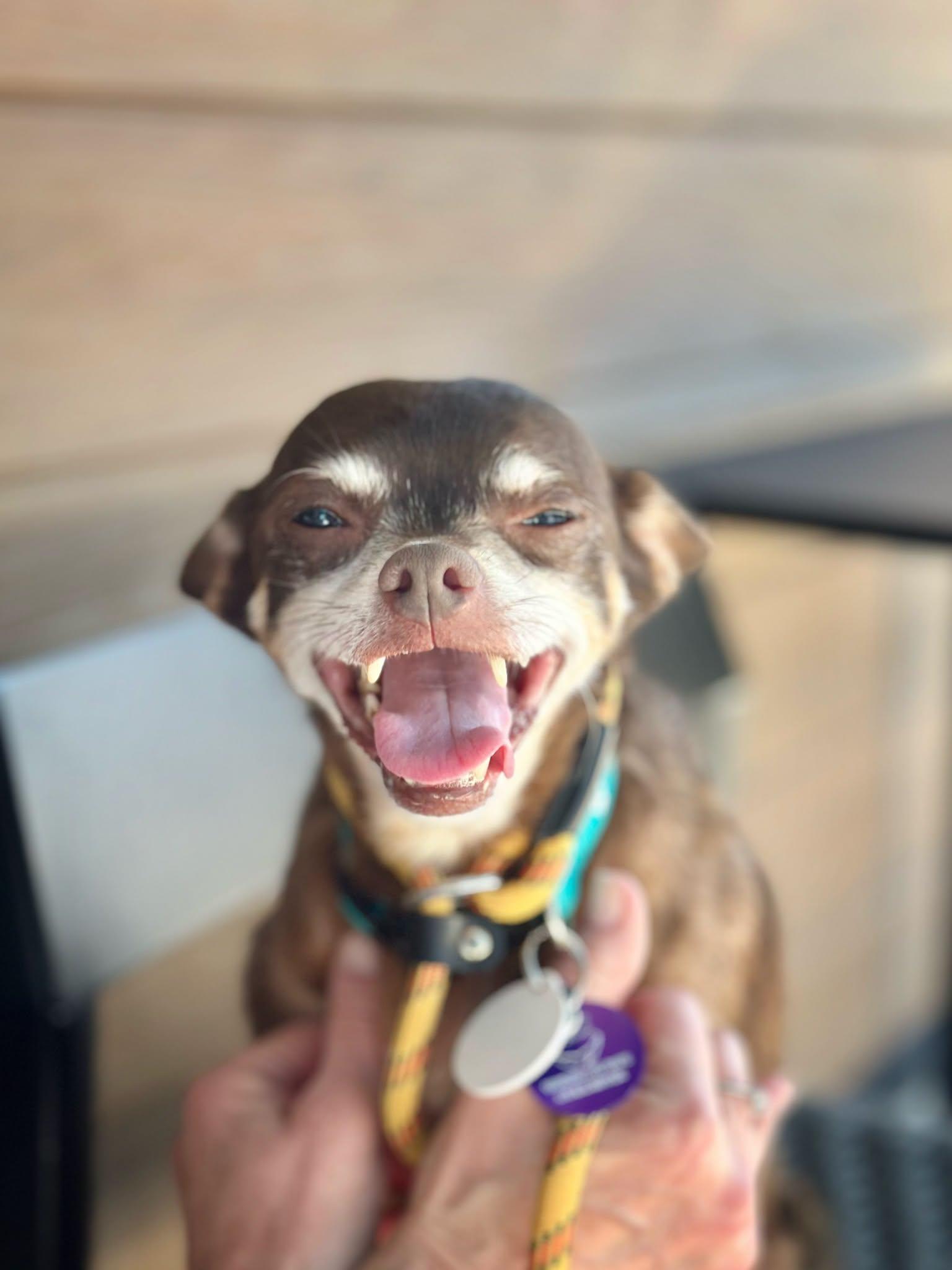 *Colgate Toothpaste, a Adoptable Chihuahua in Pittsburg, CA image 3/3