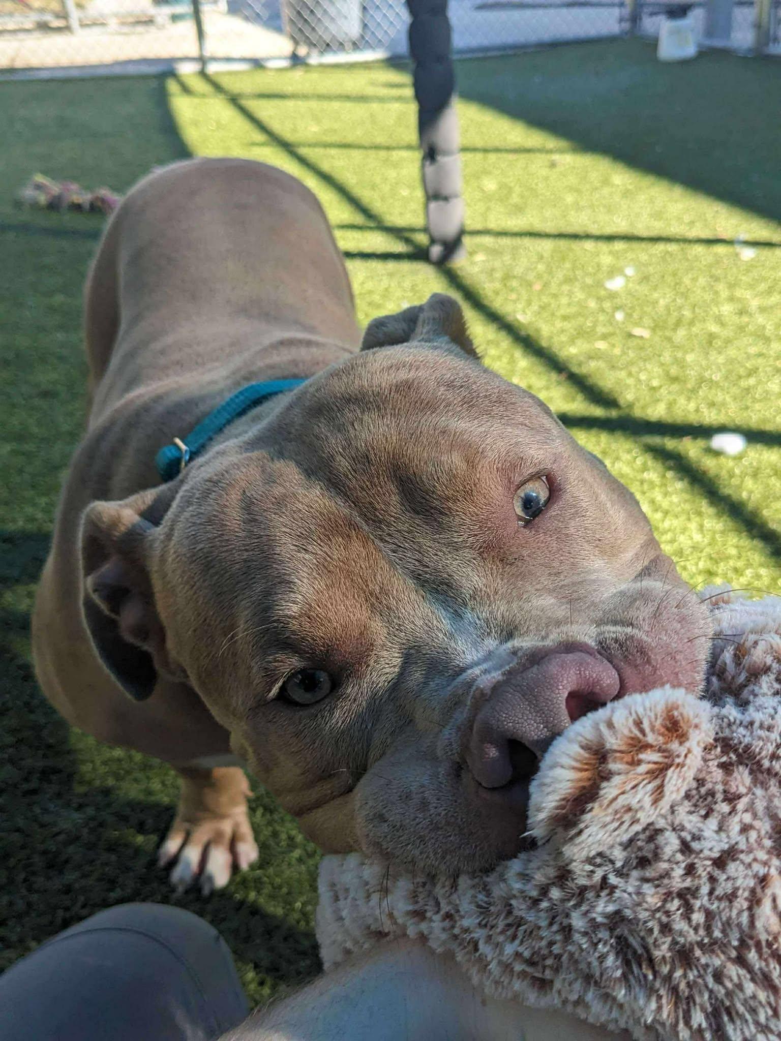 Phil, Adoptable, Adult Male Pit Bull Terrier.