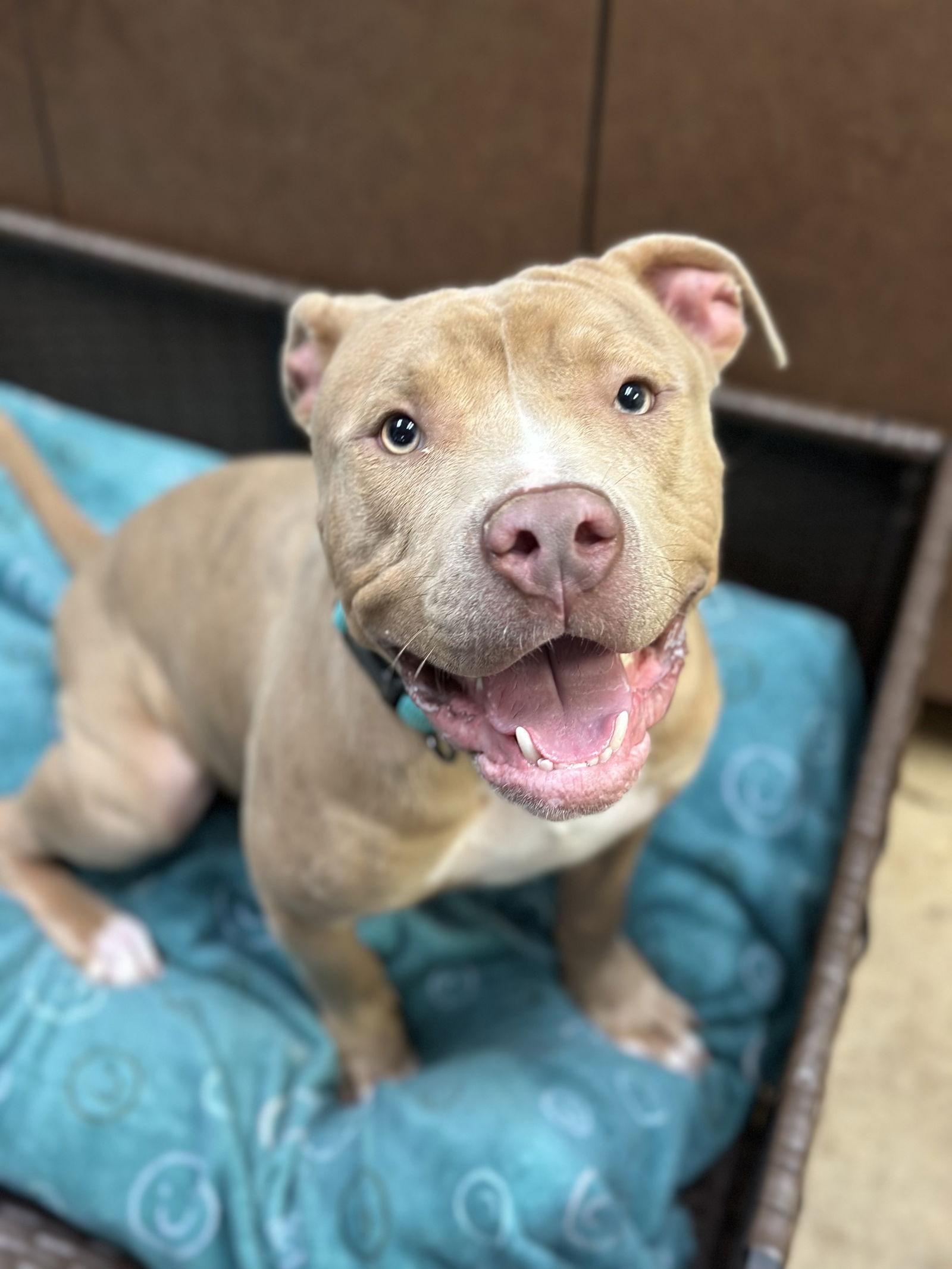 Enlarge Phil, a Adoptable Pit Bull Terrier in Hillsboro, NH image 2/3