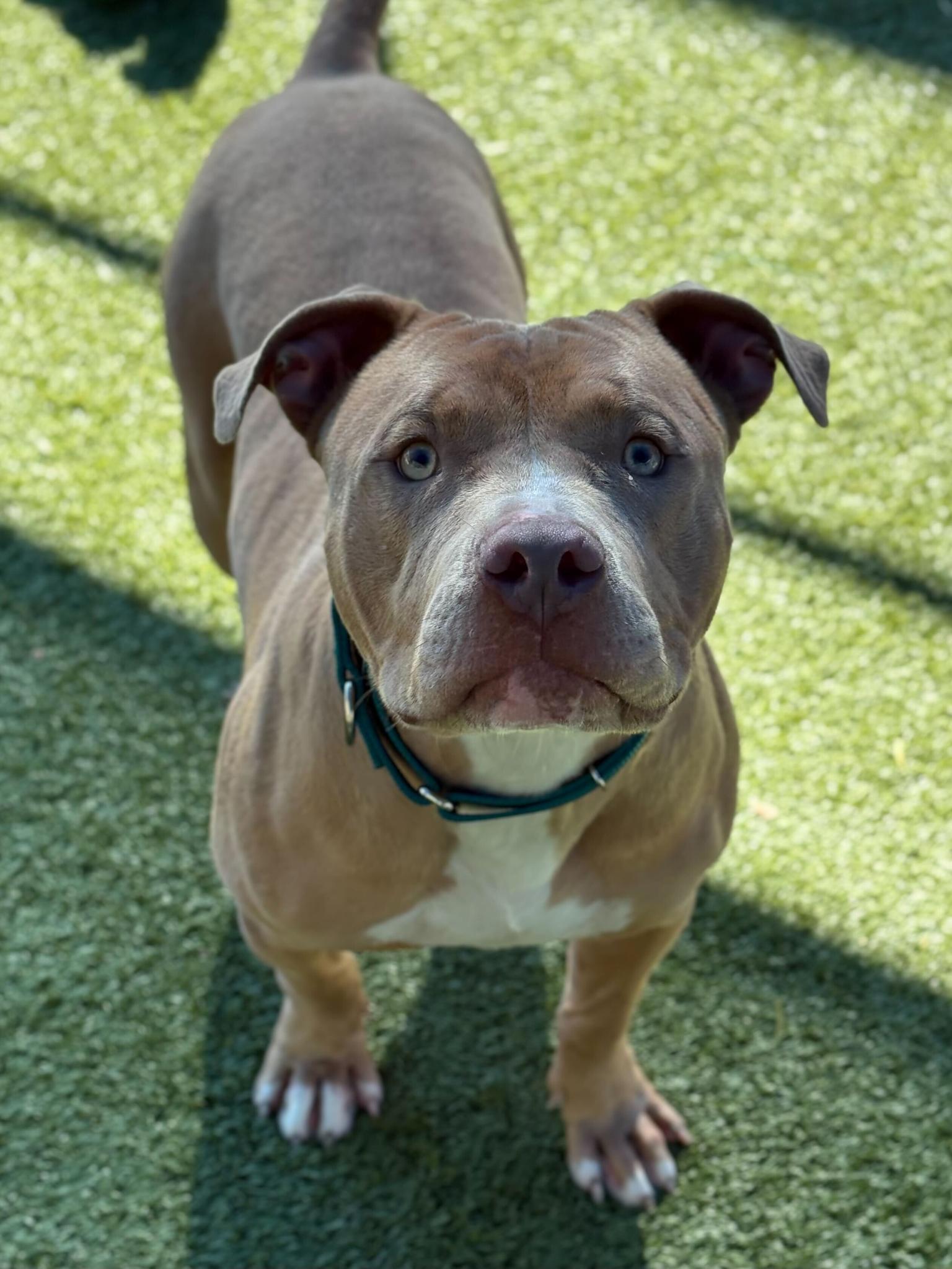 Enlarge Phil, a Adoptable Pit Bull Terrier in Hillsboro, NH image 3/3