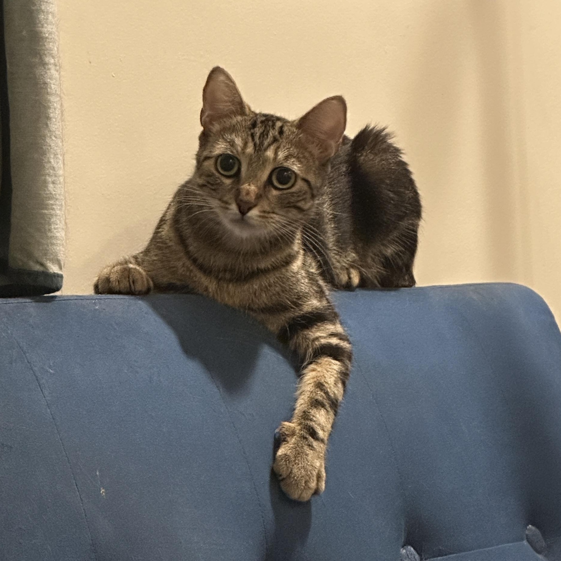 Lovely Lulu, Adoptable, Young Female Domestic Short Hair.