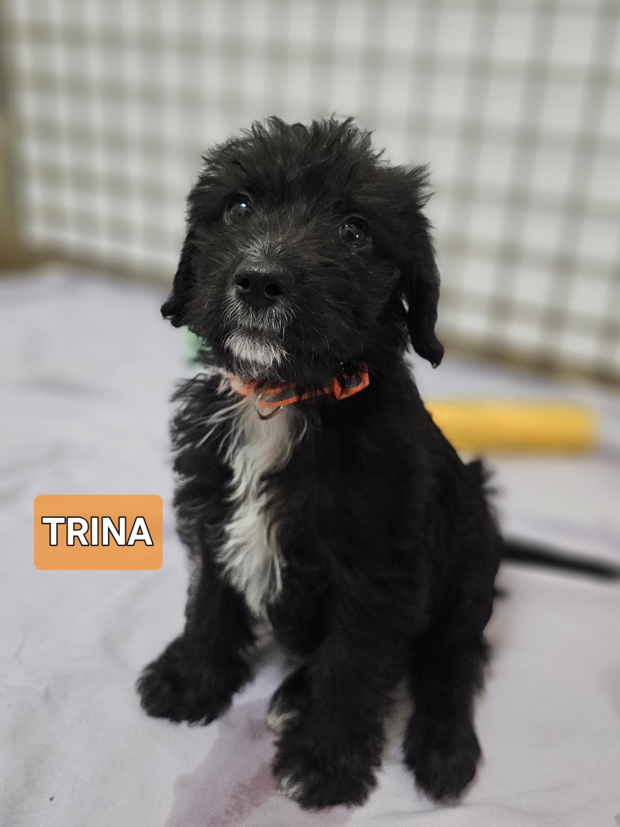 Trina