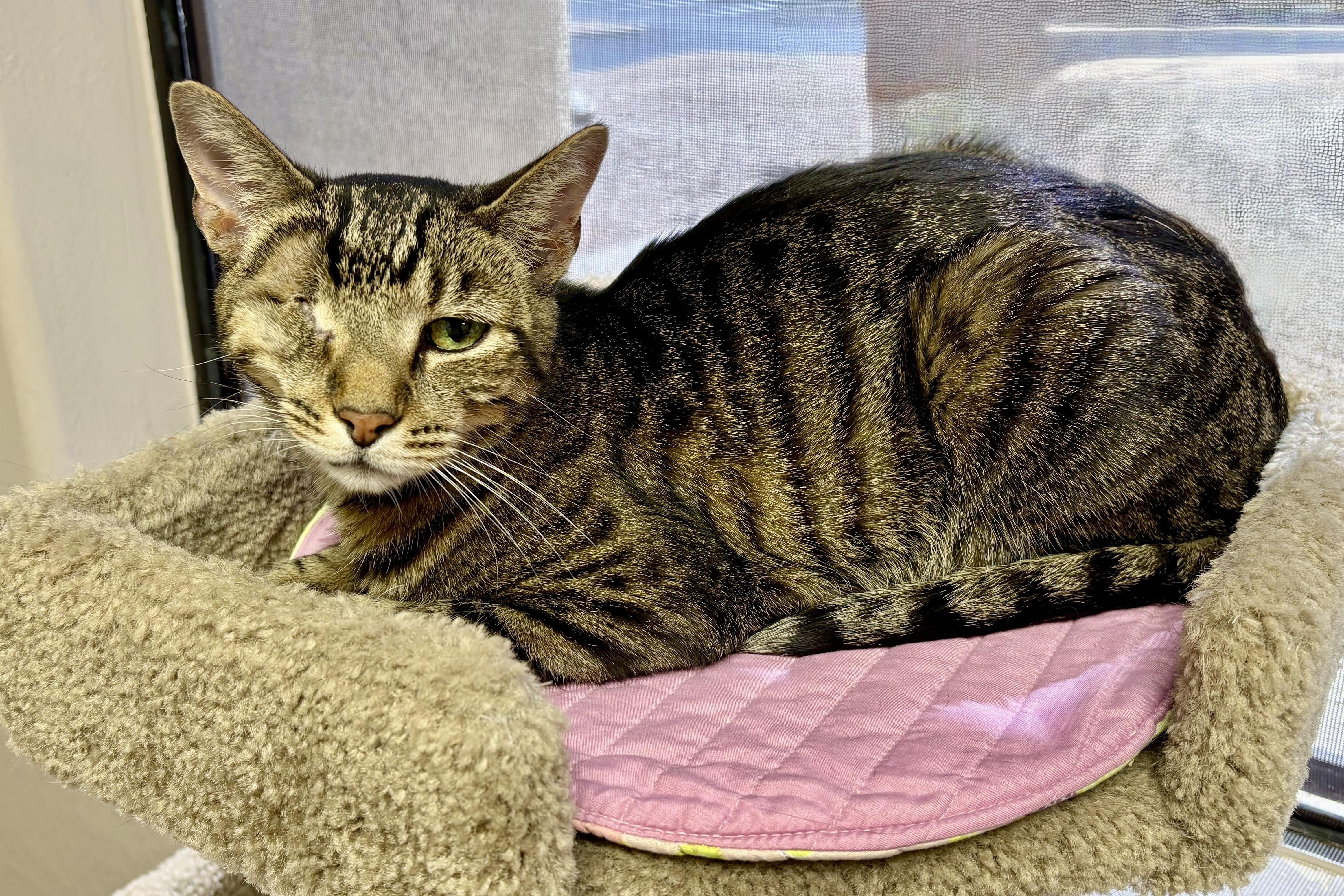 Enlarge Barcino, a ADOPTABLE Domestic Short Hair in Fountain Hills, AZ image 2/3