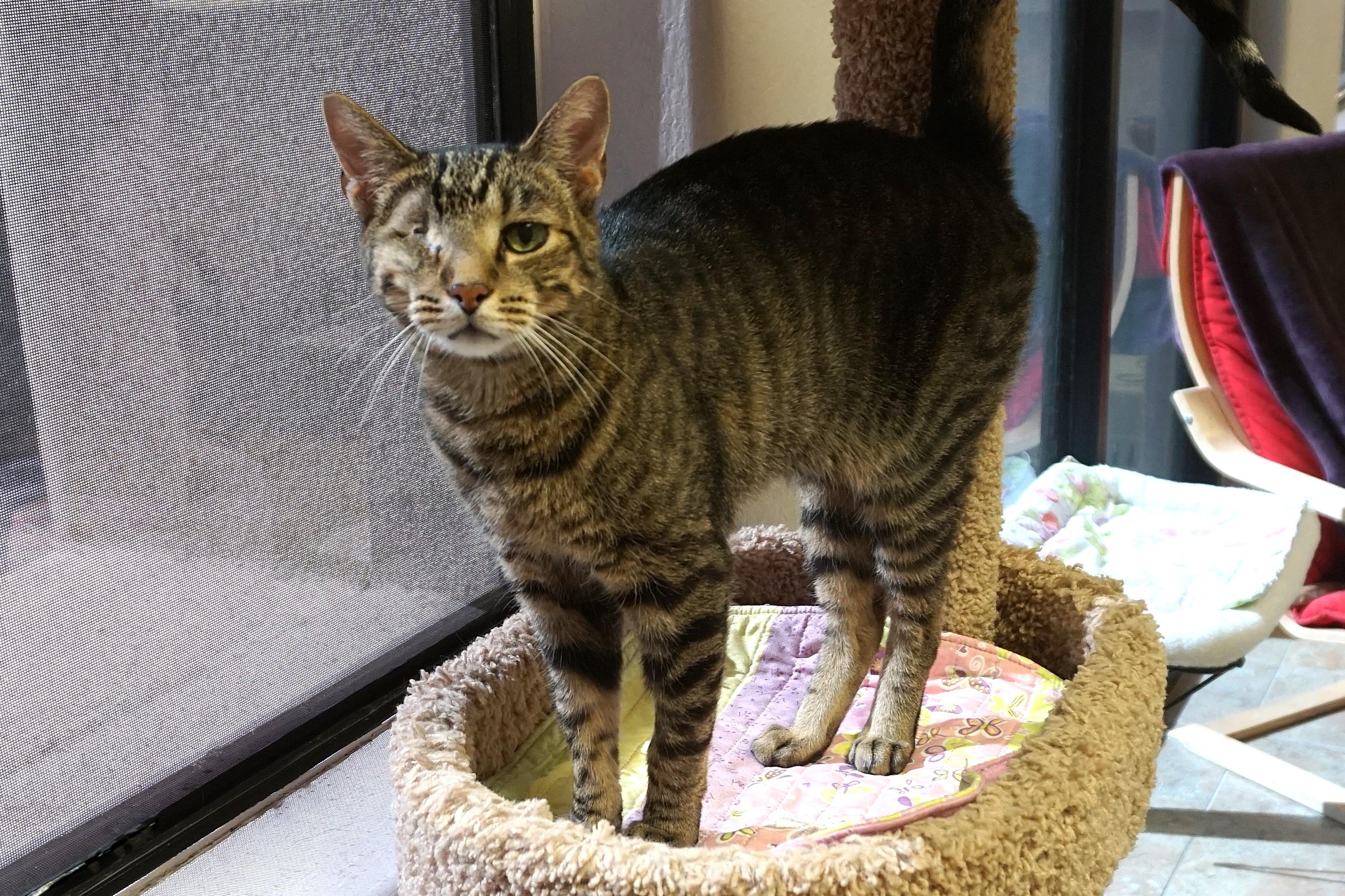 Enlarge Barcino, a ADOPTABLE Domestic Short Hair in Fountain Hills, AZ image 3/3
