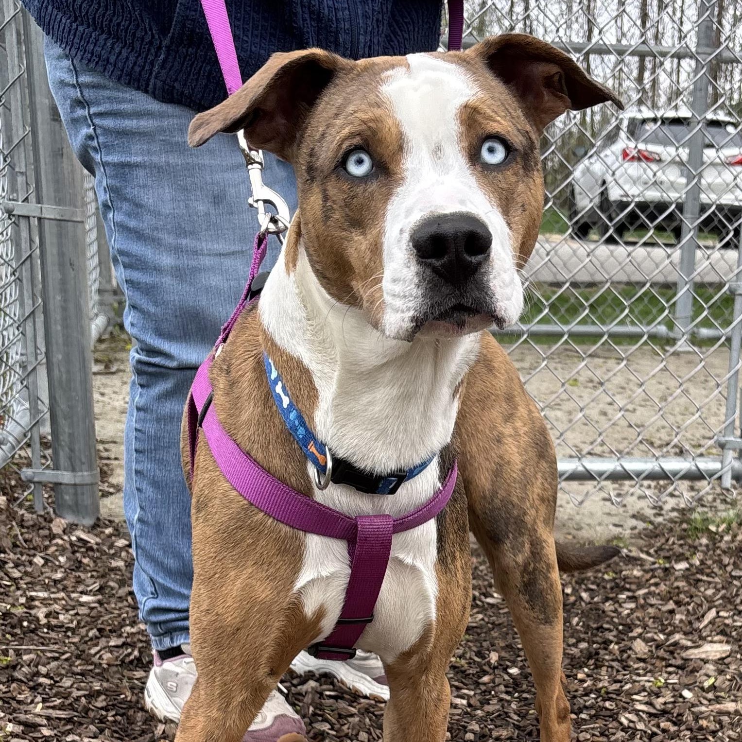 Caesar (Not on-site), Adult Male Mixed Breed