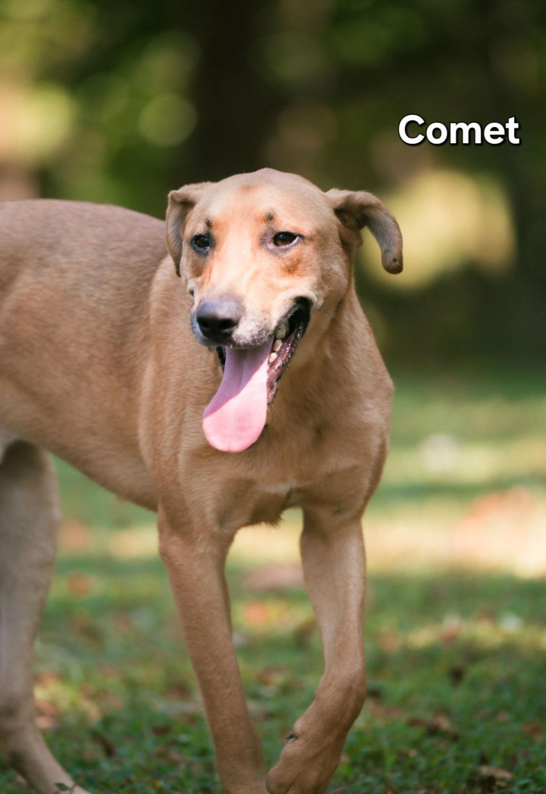 Comet, a Adoptable mixed breed in Plainfield, IN image 1/3