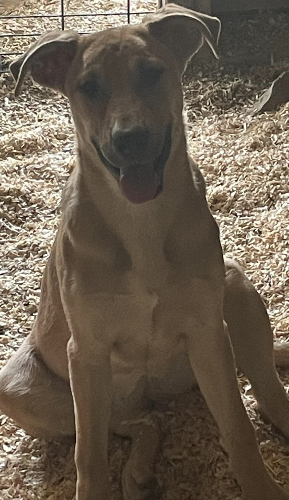 Comet, a Adoptable mixed breed in Plainfield, IN image 3/3