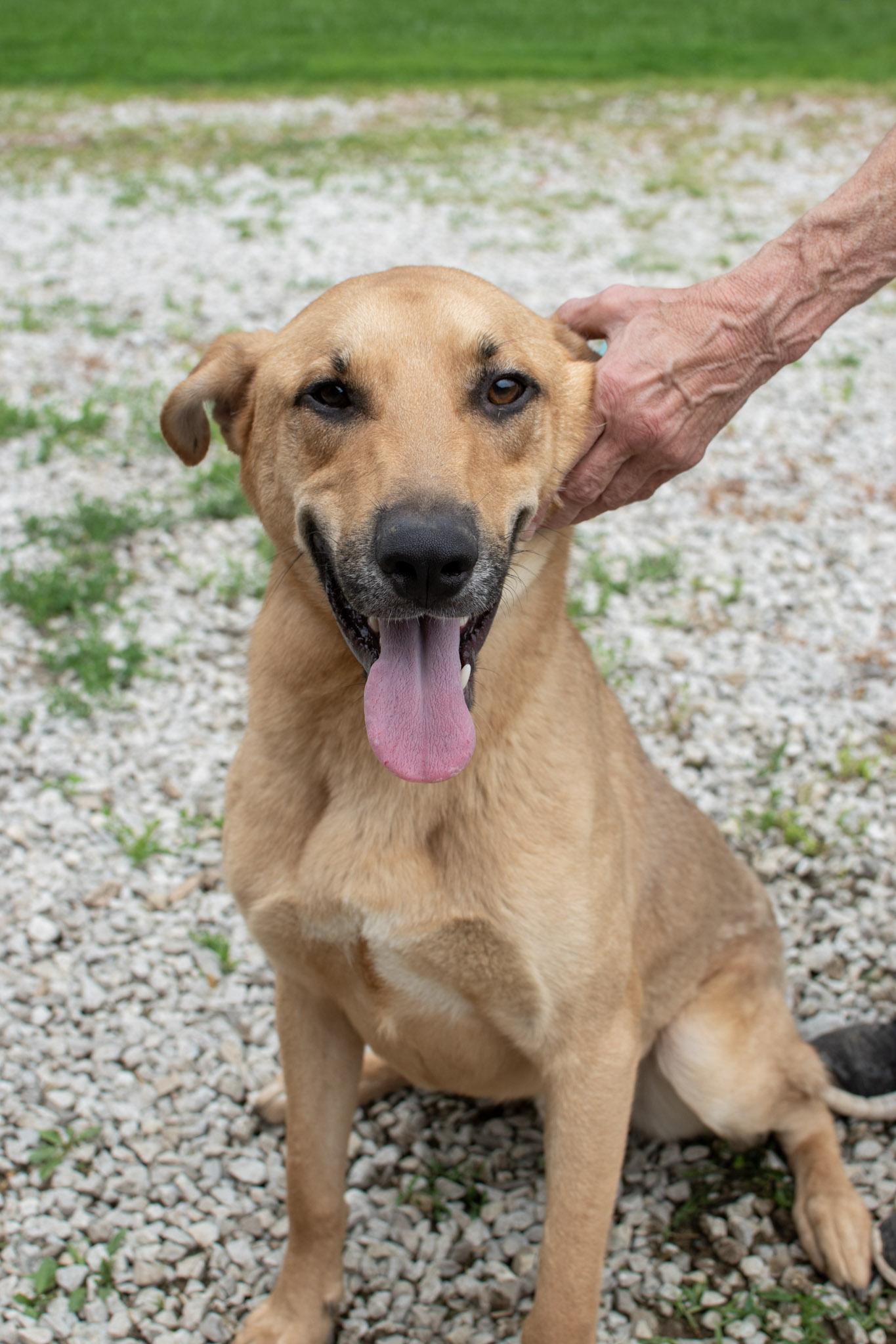 Comet, a Adoptable mixed breed in Plainfield, IN image 2/3