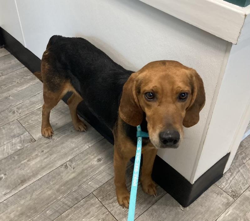 Duke, Adoptable, Adult Male Black and Tan Coonhound.