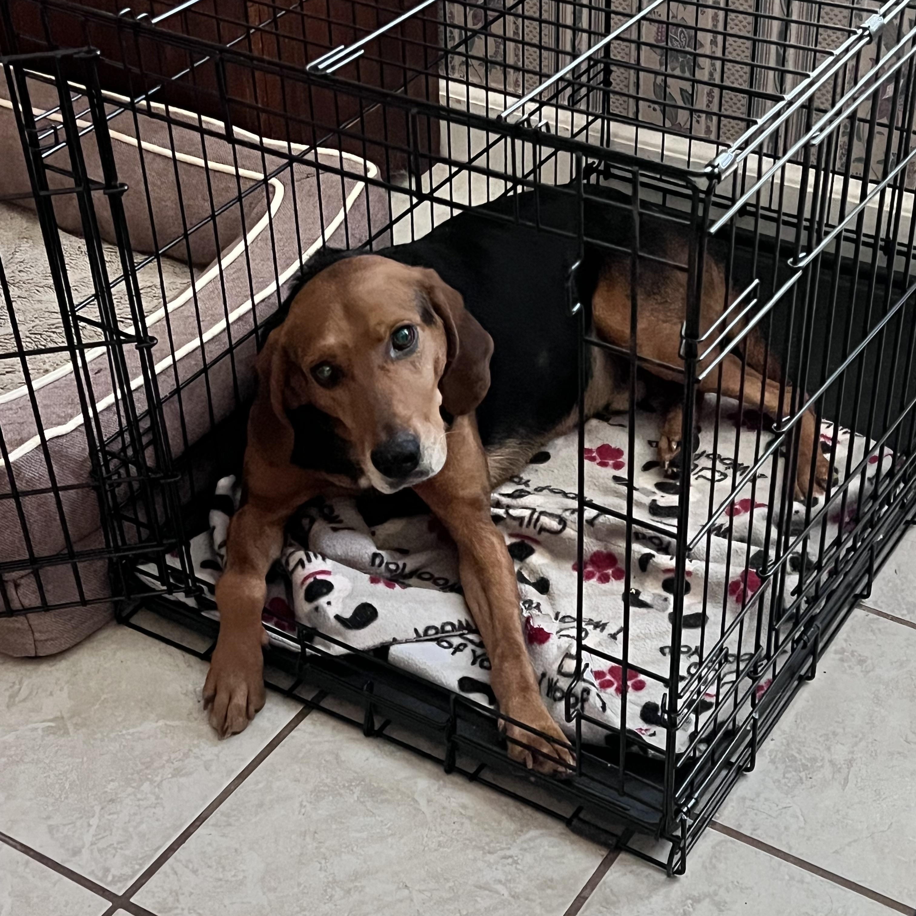 Enlarge Duke, a Adoptable Black and Tan Coonhound in Stokesdale, NC image 2/2