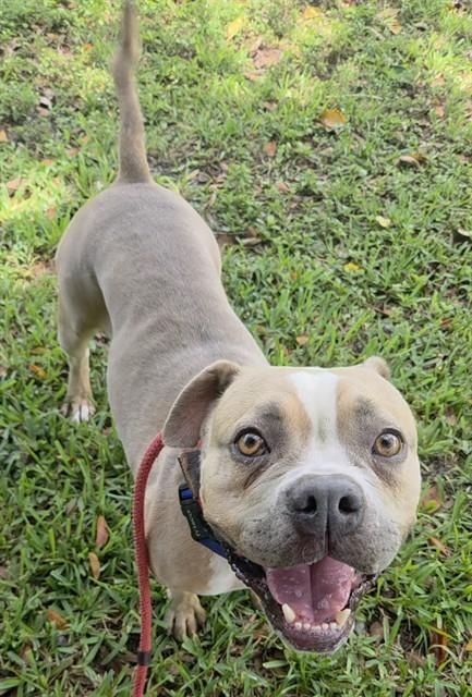 CHIFFON, Adoptable, Adult Female American Staffordshire Terrier.