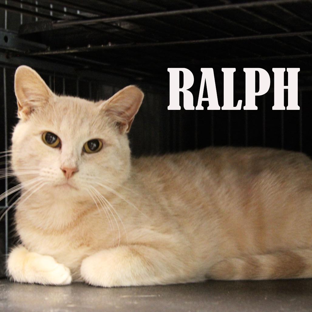 Ralph, a Adoptable Domestic Short Hair in Mooresville, NC image 1/2