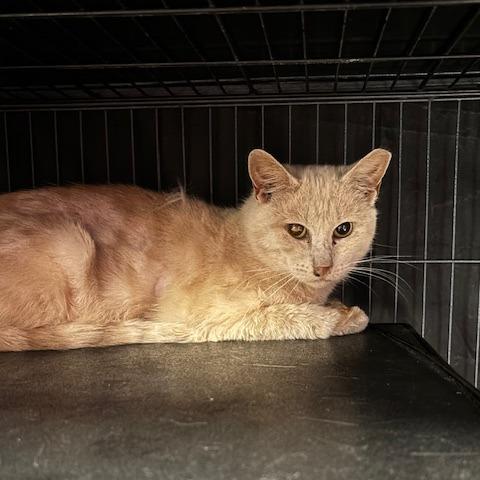 Ralph, a Adoptable Domestic Short Hair in Mooresville, NC image 2/2