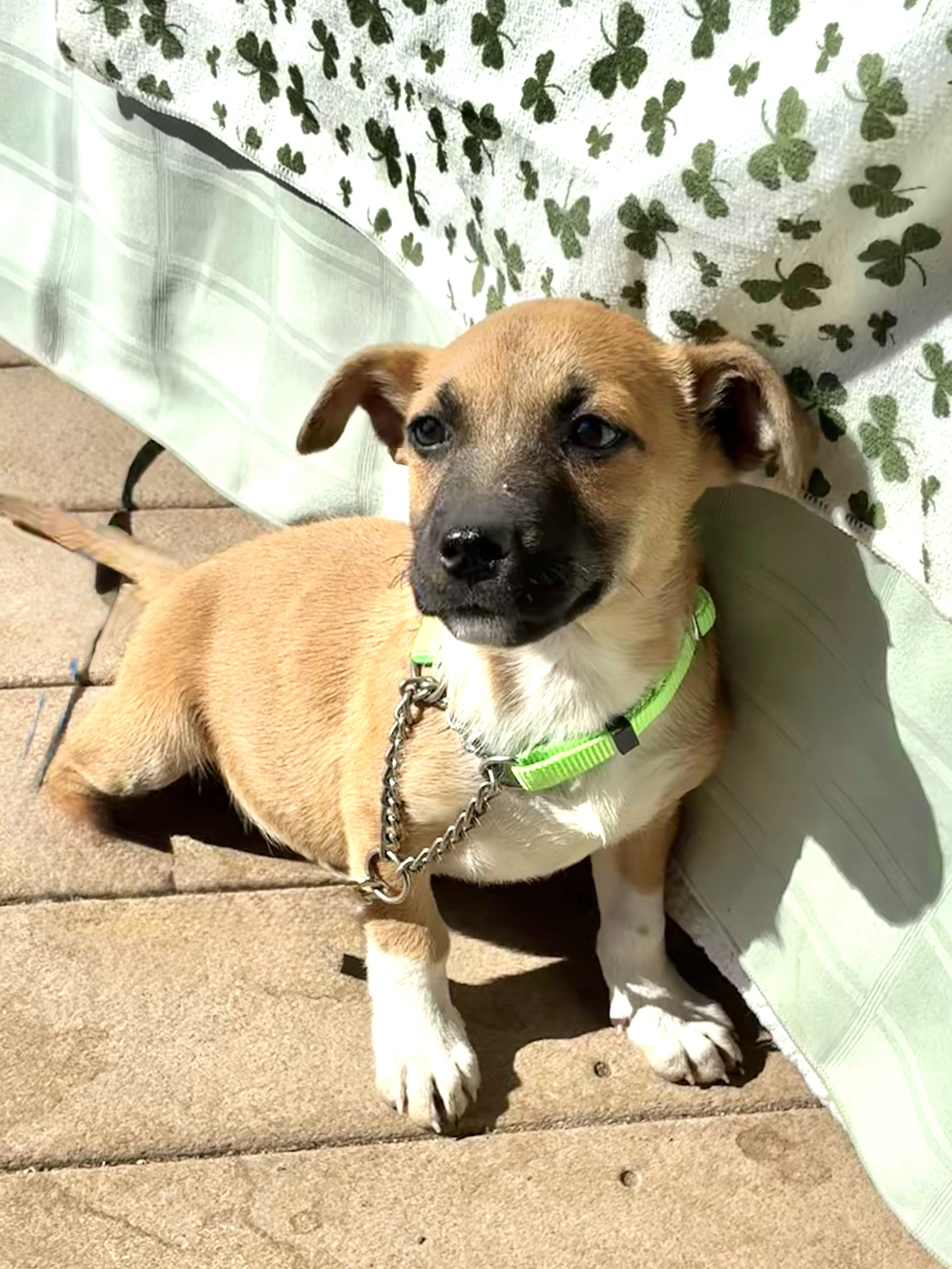 Enlarge Palina, a Adoptable mixed breed in West Chicago, IL image 1/3