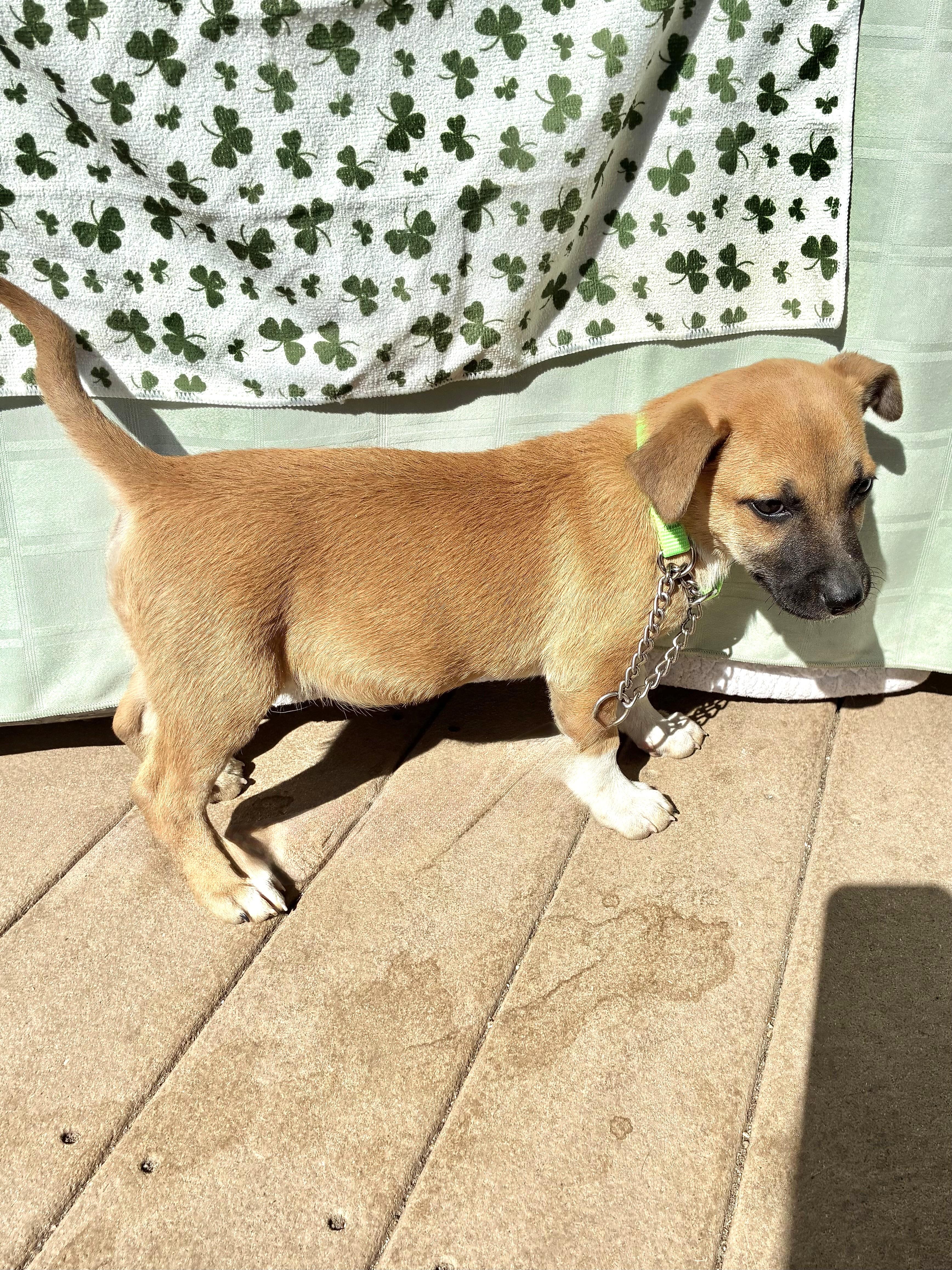 Enlarge Palina, a Adoptable mixed breed in West Chicago, IL image 3/3