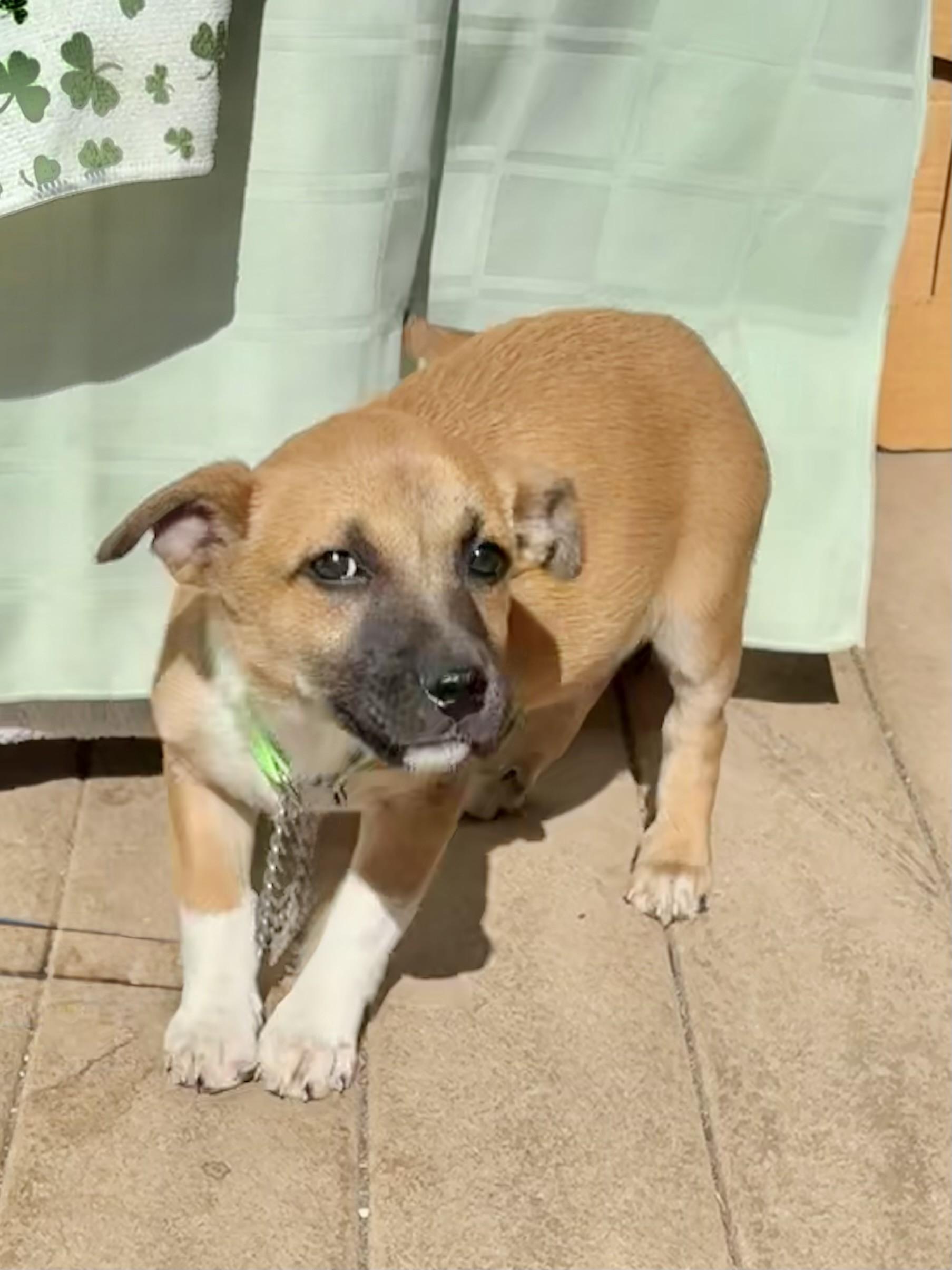 Enlarge Palina, a Adoptable mixed breed in West Chicago, IL image 2/3