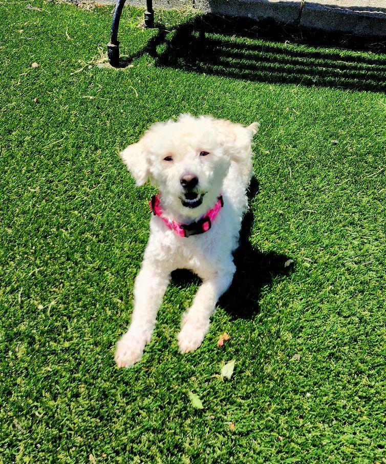 Chloe, adopted, Young Female Poodle.